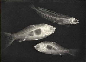 LINEATURE - x-ray. two goldfish and a saltwater fish - 1896 - Photographie