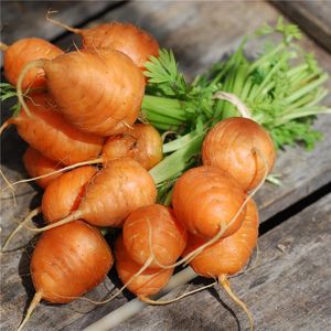 FERME DE SAINTE MARTHE - carotte marché de paris - Semence