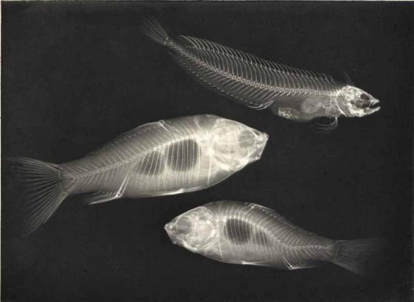 LINEATURE - Photographie-LINEATURE-X-ray. Two goldfish and a saltwater fish - 1896