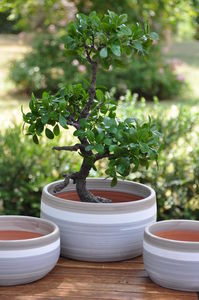  Tree pot