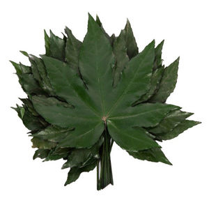Verdissimo - aralia - Potted Foliage