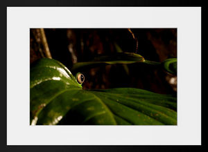 PHOTOBAY - l'oeil de la forêt - Photography