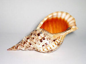 AN ATOLL -  - Shellfish