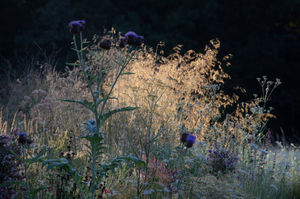 SOLSTICE ATELIER - -la petite ronce - Landscaped Garden