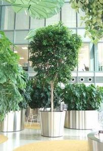 Indoor Garden Design - barclays - Natürliche Zimmerpflanze