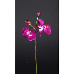 REFLETS NATURE -  - Flor Artificial