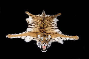MASAI GALLERY - carpette de tigre du bengale - Pelle Altri Animali
